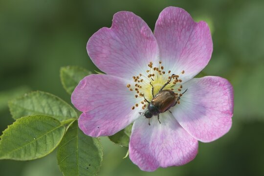 Dog-rose (Rosa canina) with Garden Chafer (Phyllopertha horticula), Emsland, Lower Saxony, Germany