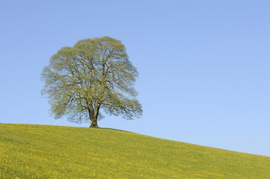 Linden or Lime Tree (Tilia) in spring, new leaf growth