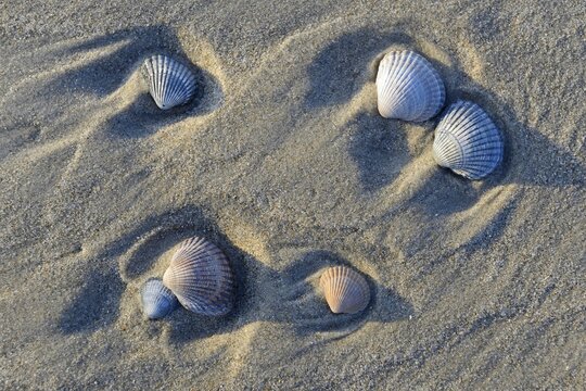 Common Cockle (Cerastoderma edule), shells in the tidal flats, Vlieland, North Holland, The Netherlands