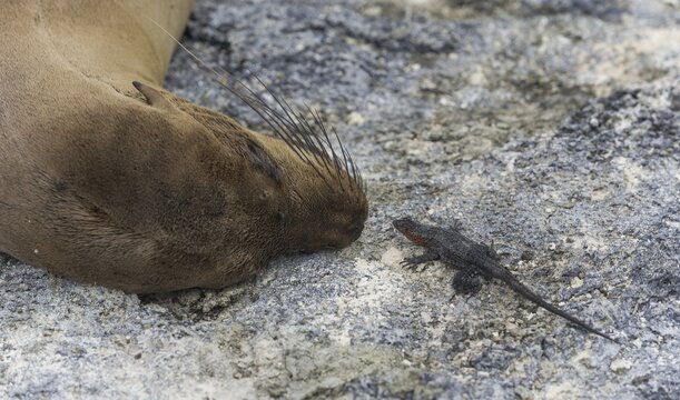 Galapagos Sea Lion (Zalophus wollebaeki) and a Gal&aacute;pagos Lava Lizard (Microlophus albemarlensis), Fernandina Island, Gal&aacute;pagos Islands, Ecuador