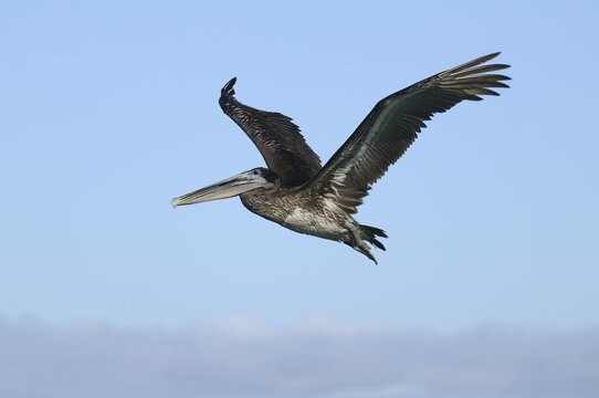 Brown Pelican (Pelecanus occidentalis), Galapagos, Ecuador, South America