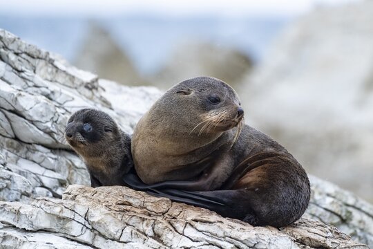 New Zealand fur seals (Arctocephalus forsteri), dam with young on rock, Kaikoura, Canterbury, South Island, New Zealand
