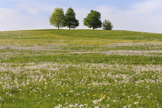 "Spring Meadow" Images – Browse 22,513 Stock Photos, Vectors, and Video ...