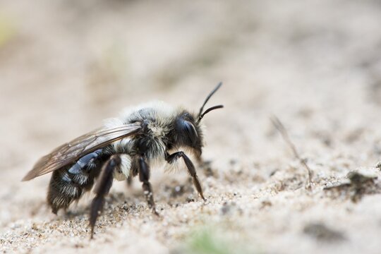 Ashy mining bee (Andrena cineraria), Emsland, Lower Saxony, Germany