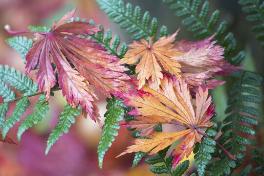 Colourful foliage, fullmoon maple (Acer japonicum) leaves on fern, Emsland, Lower Saxony, Germany