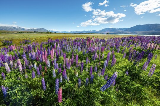 Purple large-leaved lupins (Lupinus polyphyllus), Lake Tekapo in front of Southern Alps, Canterbury, South Island, New Zealand