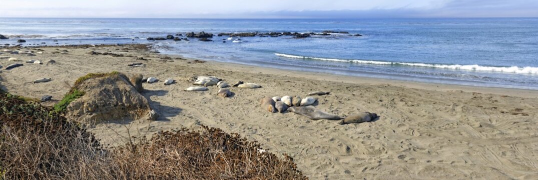Northern elephant seals (Mirounga angustirostris) on beach, Pacific Coast, Piedras Blancas, California, United States