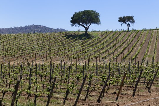 Vineyard in the Casablanca Valley, Santiago, Chile