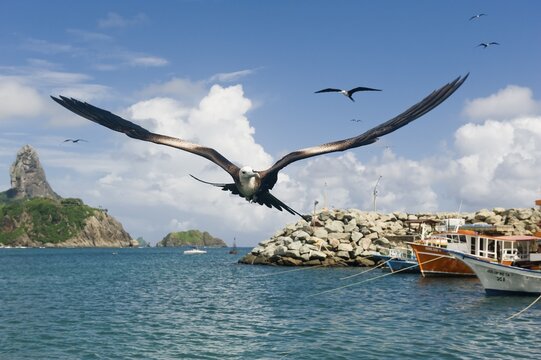 Magnificent Frigatebird (Fregata magnificens), Fernando de Noronha, Brazil, South America