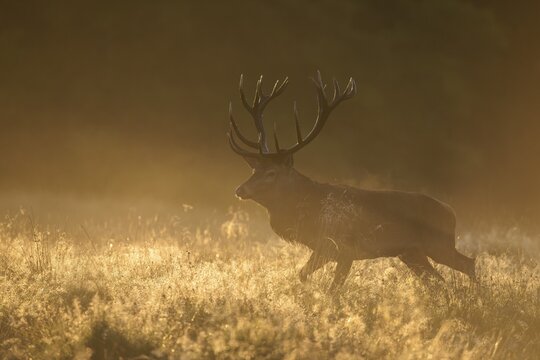 Red deer (Cervus elaphus), stag in first light, dewy meadow and fog, Zealand, Denmark