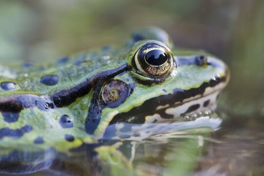 Green frog (Rana esculenta) in the water, animal portrait, Lower Saxony, Germany