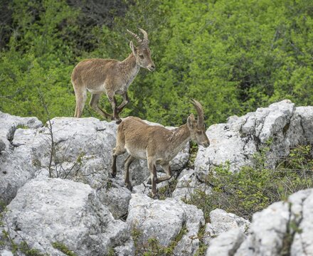 Spanish Ibexes (Capra pyrenaica hispanica), Antequera, Andalusia, Spain