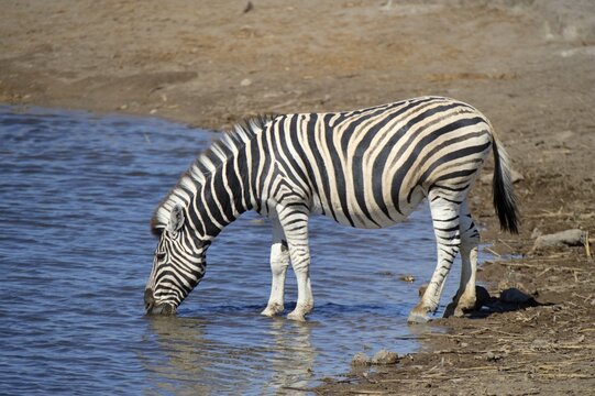 Burchell's Zebra (Equus burchelli) drinking at Chudop Waterhole near Namutoni, Etosha National Park, Namibia, Africa