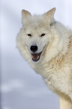 Arctic wolf, white wolf (Canis lupus arctos), adult, in winter, in snow, portrait, captive, Montana, North America, USA
