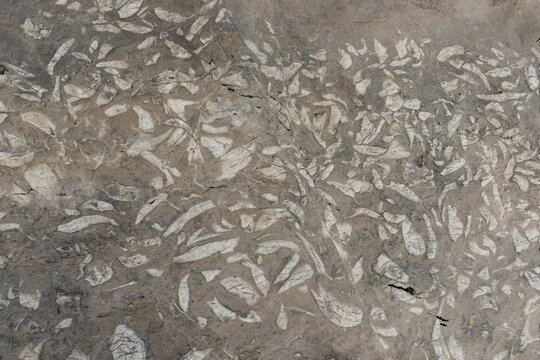 Fossilizations of Megalodontoidea, mussels sp. (Triadomegalodon gryphoides ) from the Triassic, Dachstein range, Salzkammergut, Upper Austria, Austria