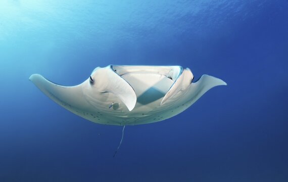 Reef manta ray (Mobula alfredi) from front, swimming in blue water, Great Barrier Reef, Coral Sea, Pacific Ocean, Australia