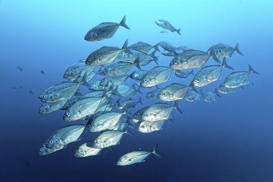 School of Cottonmouth Trevallies (Uraspis secunda) swimming, Great Barrier Reef, Unesco World Heritage, Pacific, Australia