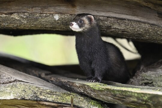 European polecat (Mustela putorius) also called ferret, sitting on wood pile, captive, Switzerland