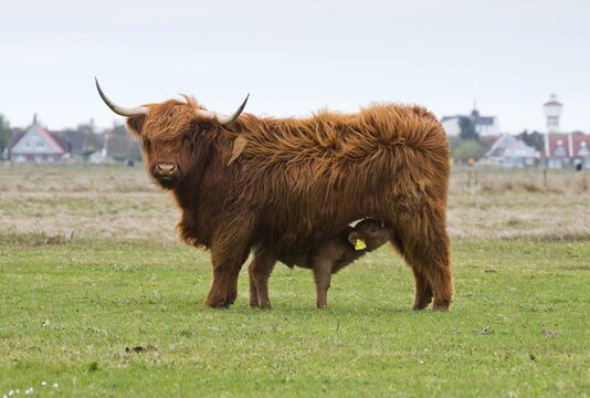 Scottish highland cattle (Bos primigenius roperus) with calf, Langeoog, East Frisia, Lower Saxony, Germany