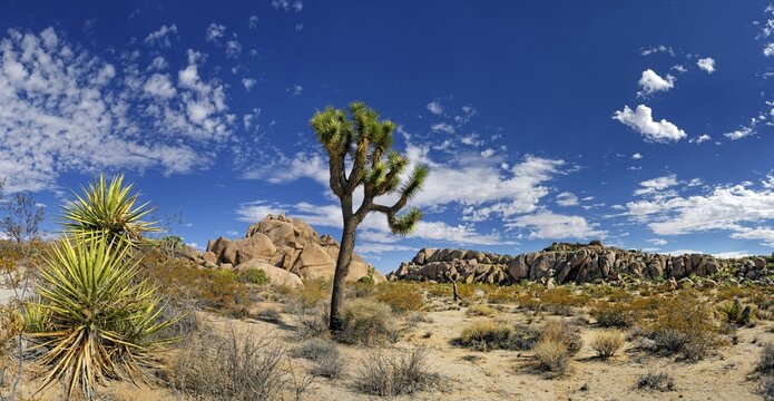 Joshua Tree or Palm Tree Yucca (Yucca brevifolia), Split Rock, Joshua Tree National Park, Desert Center, California, USA