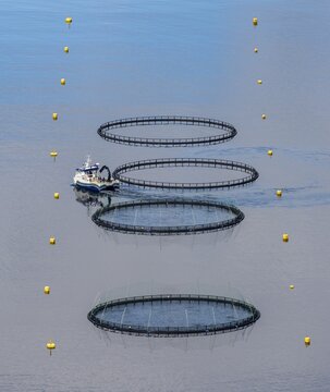 Aquaculture, fish farm in a fjord, Nordland, Norway