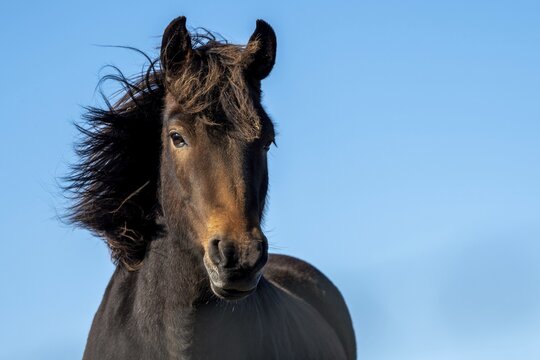 Icelandic horse (Equus islandicus), portrait, Skagi peninsula, Iceland