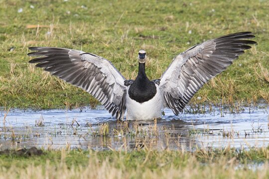 Barnacle goose (Branta leucopsis) flapping wings, East Frisia, Germany