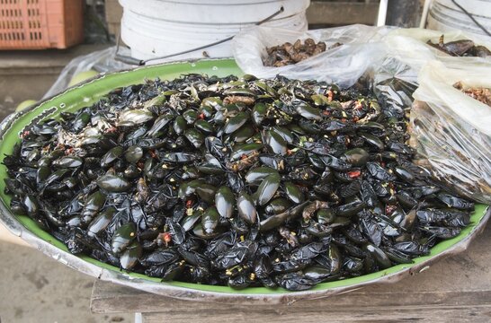 Cockroaches the market, Hoi An, Vietnam