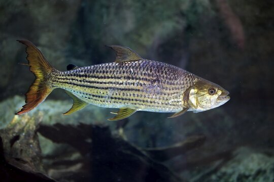 African arowana (Heterotis niloticus), adult, swimming, bonefish, captive, native in Africa