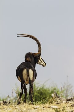 Sable Antelope (Hippotragus niger), bull, Chobe National Park, Botswana