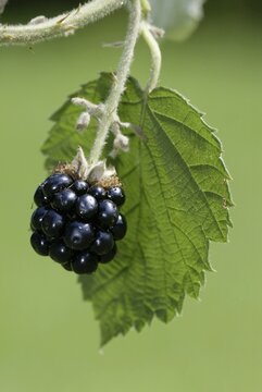 Blackberry / (Rubus fruticosus)