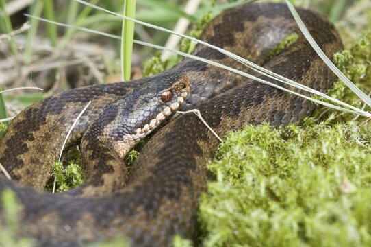 Common European adder (Vipera berus)