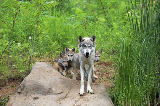 Gray wolves (Canis lupus), adult with young animals on rocks, Pine County, Minnesota, USA