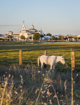 White horse, behind village El Rocio with pilgrimage chapel, El Roc&iacute;o, Almonte, Marismas de Do&ntilde;ana, National Park Do&ntilde;ana, province Huelva, Andalusia, Spain