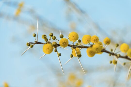 Yellow flowers, Camel Thorn or Giraffe Thorn (Acacia erioloba), Etosha National Park, Namibia