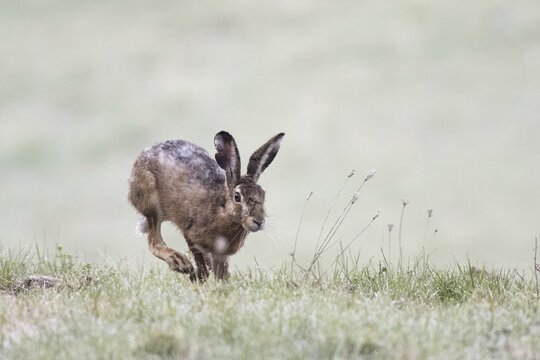 European hare (Lepus europaeus) running across meadow, Hesse, Germany
