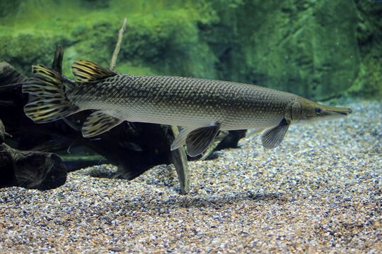 Alligator gar (Atractosteus spatula), adult, swimming, captive, Occurrence North America
