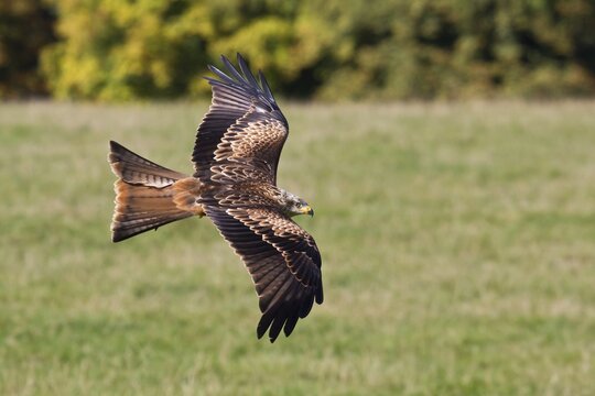 Flying Red Kite (Milvus milvus) in the Wildpark Neuhaus wildlife park, Neuhaus im Solling, Lower Saxony, Germany