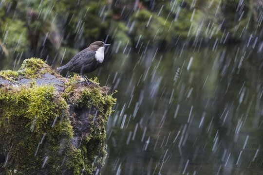 White-breasted dipper (Cinclus cinclus) on moss-covered stone, sleet, Hesse, Germany