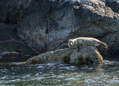 Harbor seal (Phoca vitulina) lies on a rock, Pam Rock, Howe Sound, near Vancouver, British Columbia, Canada