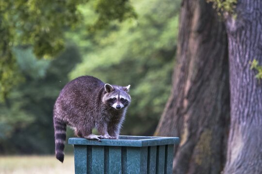 Raccoon (Procyon lotor) on litter bin in park, Hesse, Germany