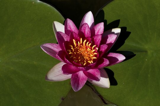 Water Lily (Nymphaea), Ayutthaya, Thailand, Southeast Asia, Asia