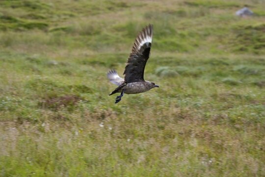 Great Skua (Stercorarius skua) in flight, Runde Island, Norway, Scandinavia, Europe