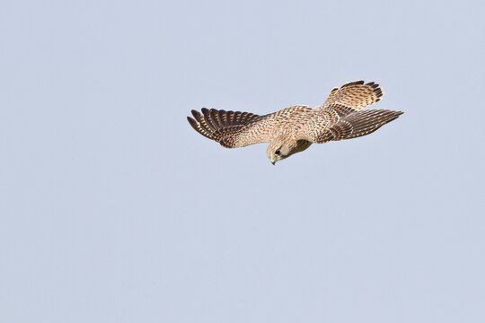 Common Kestrel or Eurasian Kestrel (Falco tinnunculus) in flight