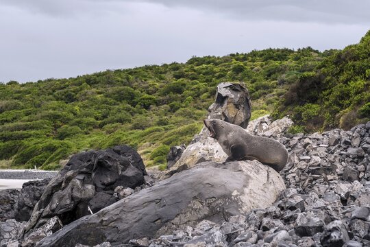 New Zealand Fur Seal (Arctocephalus forsteri) roaring on rock, Blackhead, Dunedin, Otago, Southland, New Zealand
