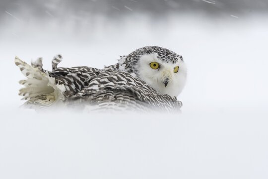 Snowy owl (Bubo scandiacus), sitting in the snow, snowstorm, captive, Sumava National Park, Bohemian Forest, Czech Republic