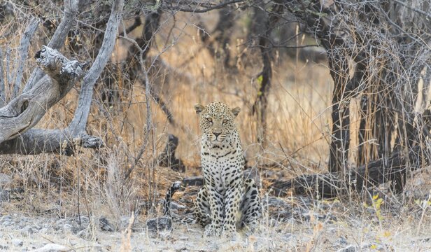 Leopard (Panthera pardus) sitting under a dry tree on stony ground, Etosha National Park, Namibia