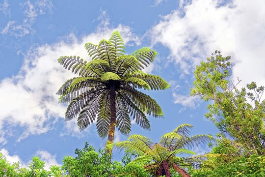 Silver tree-fern, also silver fern or ponga (Cyathea dealbata) in subtropical rainforest, Waipoua Forest, North Island, New Zealand