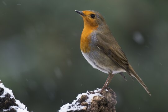 European robin (Erithacus rubecula), sits on a tree stump during snowfall, Emsland, Lower Saxony, Germany