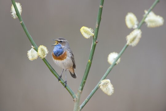 Bluethroat (Luscinia svecica), Emsland, Lower Saxony, Germany
